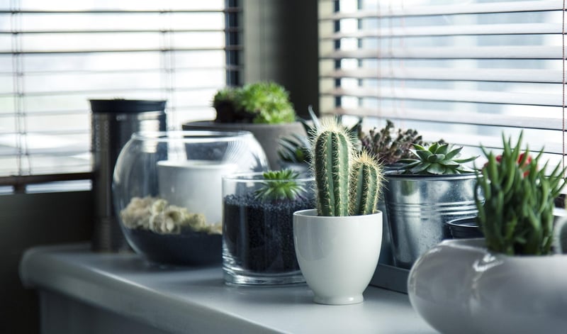 Green Home Decor